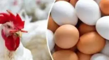 أسعار الدواجن البيضاء اليوم 5_4_ 2026